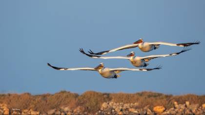 Tepeli Pelikan