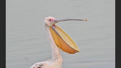 Ak Pelikan