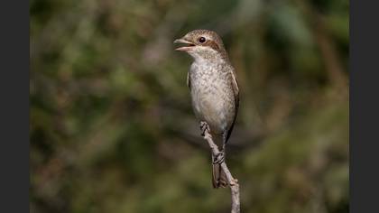 Red-backed Shrike