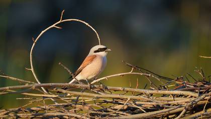 Red-backed Shrike