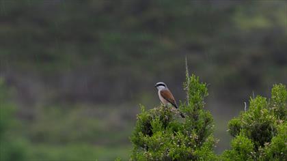 Red-backed Shrike