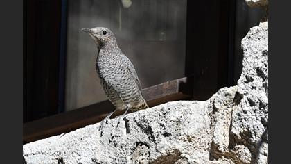 Gökardıç