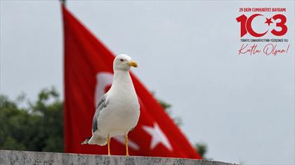 Gümüş Martı