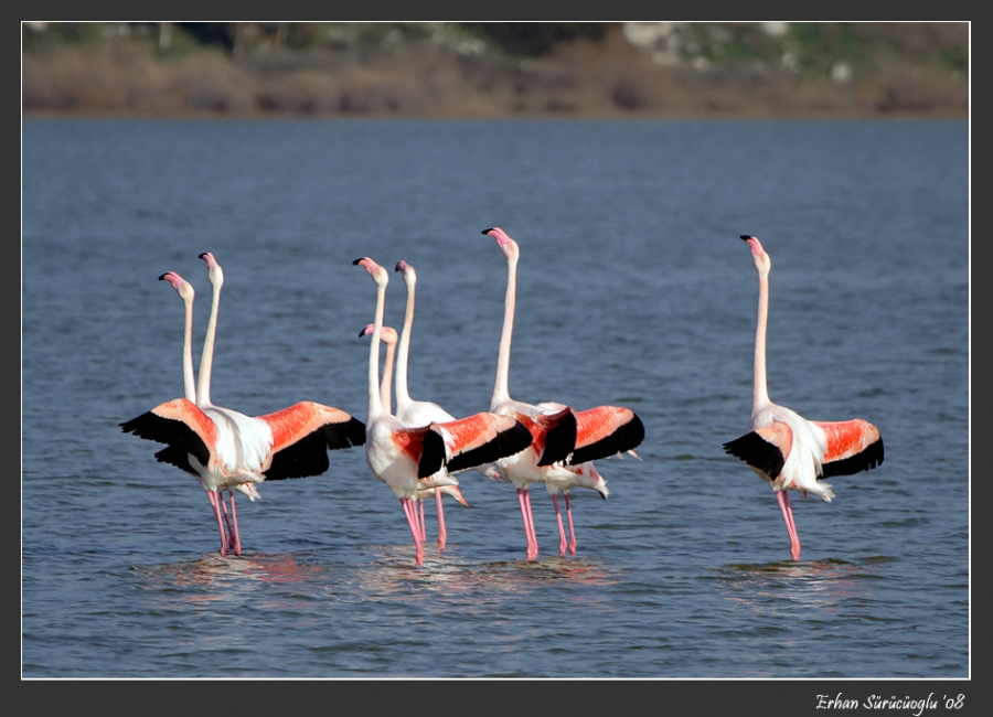 Flamingo