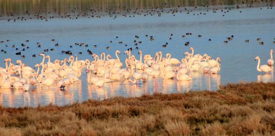 Flamingo