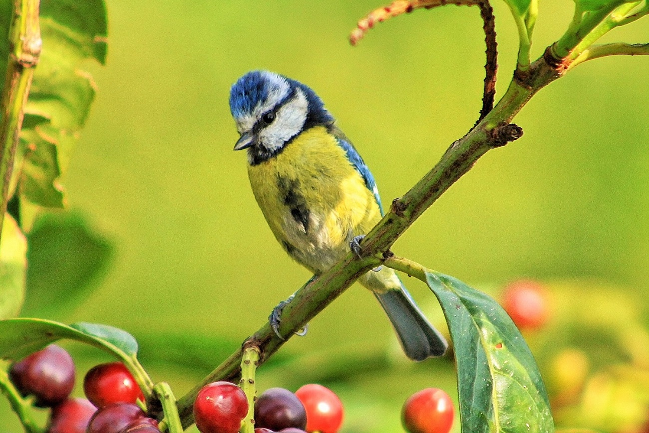 Mavi Baştankara