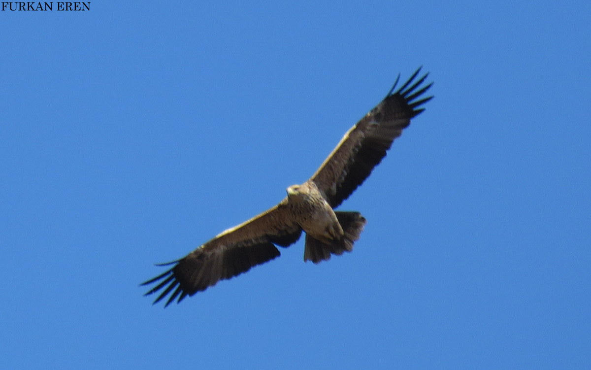 Şah Kartal