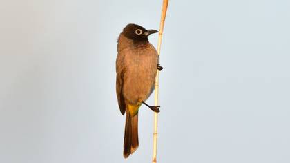 Arapbülbülü
