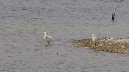 Küçük Ak Balıkçıl