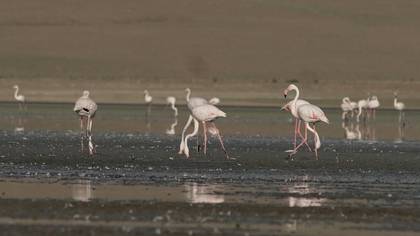 Flamingo