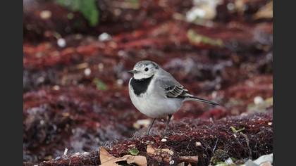 White Wagtail