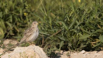 Turkestan Short-toed Lark