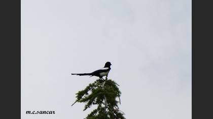 Eurasian Magpie
