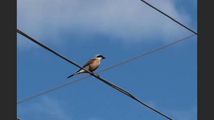 Red-backed Shrike