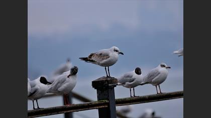 Karabaş Martı