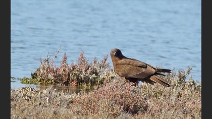 Western Marsh Harrier