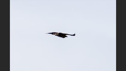 White-tailed Eagle
