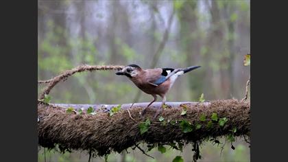 Eurasian Jay