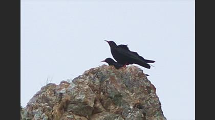 Red-billed Chough