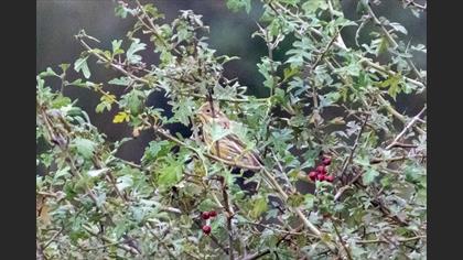 Yellowhammer