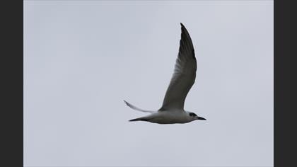 Gull-billed Tern