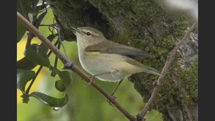 Common Chiffchaff