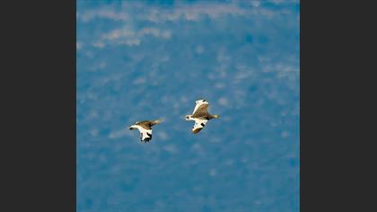 Little Bustard