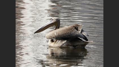 Great White Pelican