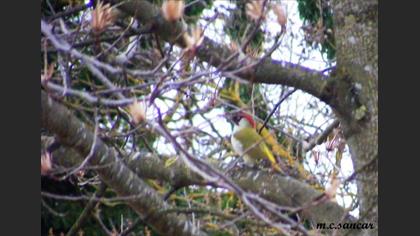 European Green Woodpecker