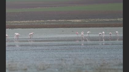 Lesser Flamingo
