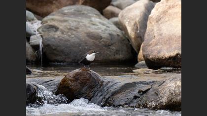 White-throated Dipper