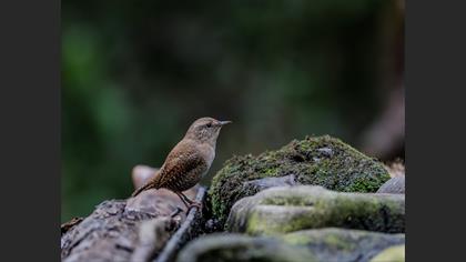 Eurasian Wren