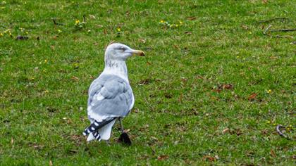 European Herring Gull