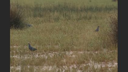Grey-headed Swamphen