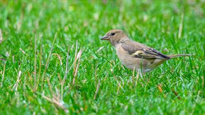 Eurasian Chaffinch