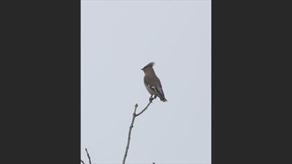 Bohemian Waxwing