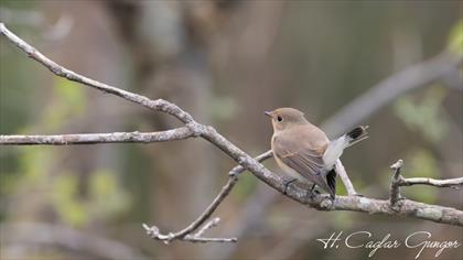 Red-breasted Flycatcher