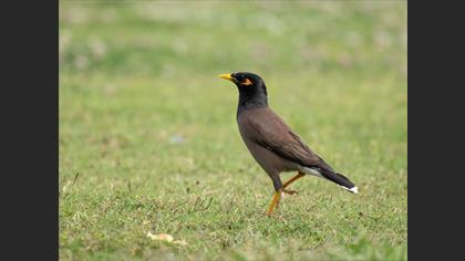Common Myna
