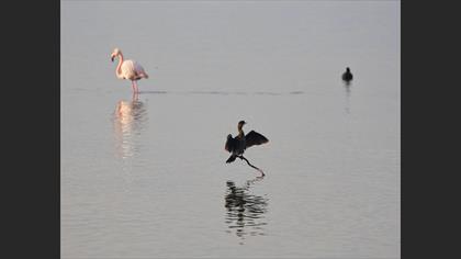 Pygmy Cormorant