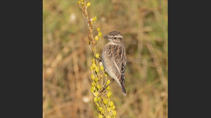 Whinchat