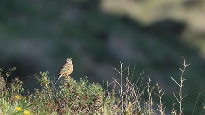 Grey-necked Bunting