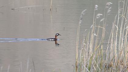 Red-necked Grebe