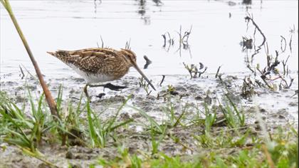 Common Snipe