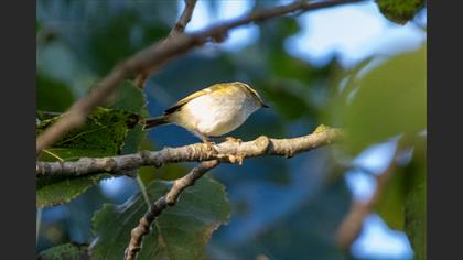 Pallas`s Leaf Warbler