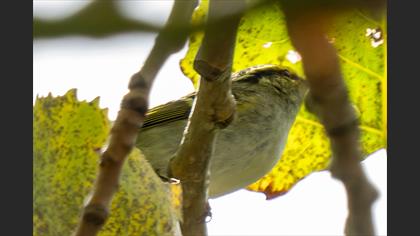 Pallas`s Leaf Warbler