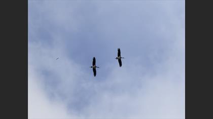 Black Stork