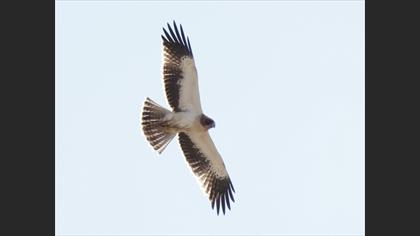 Booted Eagle