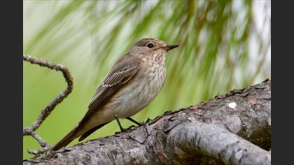 Spotted Flycatcher