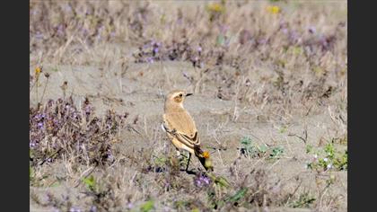 Desert Wheatear