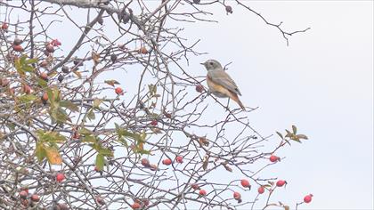 Common Redstart
